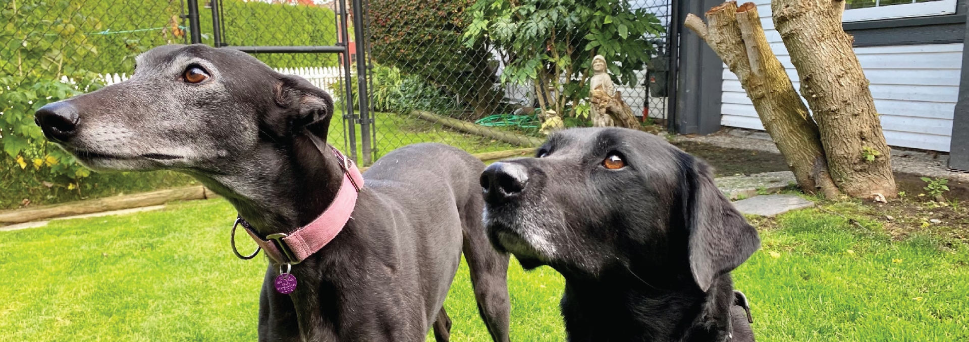 What Is An Intact Dog License